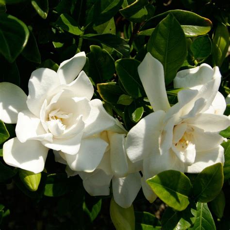 home depot gardenia bushes.